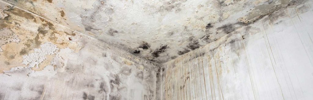 Mold In Home, Home Mold, Mold Makes You Sick, Remediating Mold